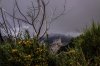Madeira un Jardin Extraordinaire